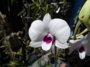 Dendrobium Thai Gem