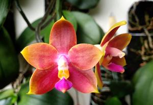 Phalaenopsis Blackberry