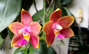 Phalaenopsis Blackberry