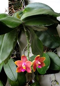 Phalaenopsis Blackberry