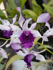 Dendrobium Indonesia Raya