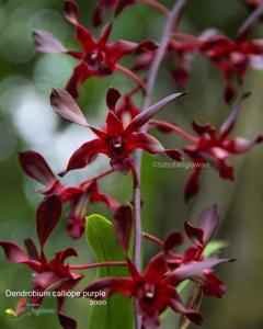 Dendrobium Calliope Purple