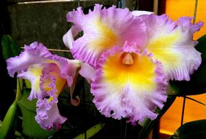 Rhyncholaeliocattleya Silk Slippers