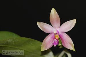 Phalaenopsis Tetra Bell