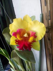 Rhyncholaeliocattleya Chaweewan Delight