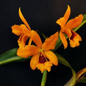 Cattlianthe Gold Digger