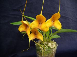 Masdevallia Teipels Copperdata