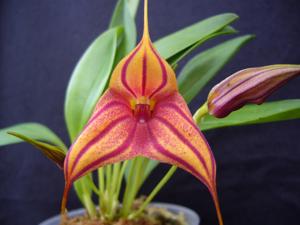 Masdevallia Teipels Zebra