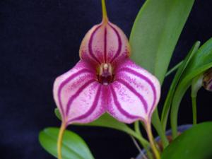 Masdevallia Teipels Zebra