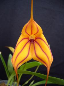 Masdevallia Teipels Zebra