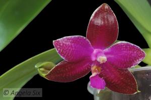 Phalaenopsis Chienlung Super Eagle-lueddemanniana