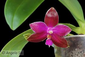 Phalaenopsis Chienlung Super Eagle-lueddemanniana