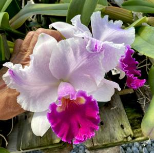 Rhyncholaeliocattleya Success Dream