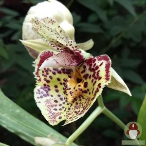 Catasetum Susan Fuchs