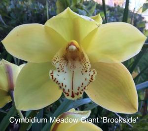 Cymbidium Via Ambarino