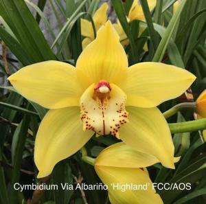 Cymbidium Via Ambarino