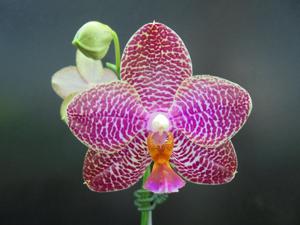 <i>Phalaenopsis</i> Micaels Buddha