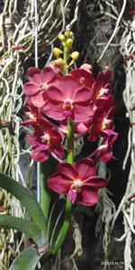 Vandachostylis Crownfox Red Gem