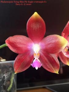 Phalaenopsis Miki Fly Eagle C1