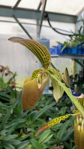 Paphiopedilum Houghtoniae