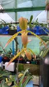 Paphiopedilum Houghtoniae