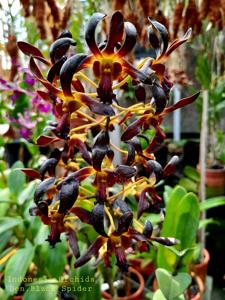 Dendrobium Black Spider