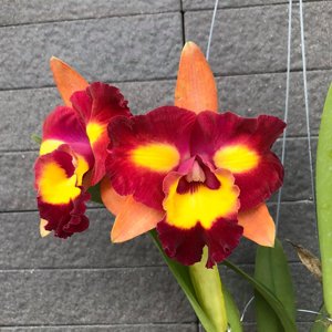 Rhyncholaeliocattleya Star Platinum