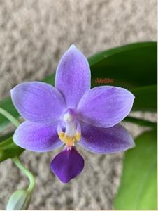 Phalaenopsis Jiaho Blueberry