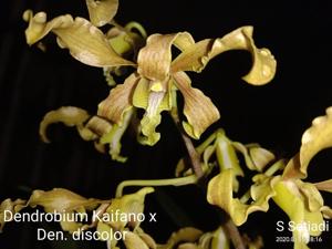 Dendrobium Kaifano-discolor