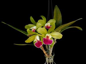 Prosrhyncholeya Yoran Greenworth