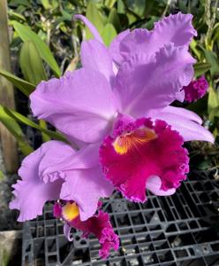 Cattleya John Bishop
