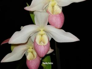 Phragmipedium Elizabeth March