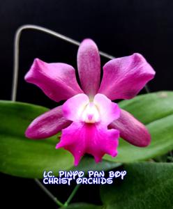 Rhyncattleanthe Phinyophan Boy