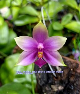 Phalaenopsis Yaphon Blue Bird-violacea