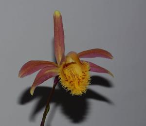 Pleione Suswa