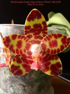 Phalaenopsis Jong's Gigan Cherry