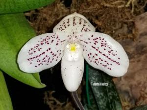 Paphiopedilum Phyllis Prestia