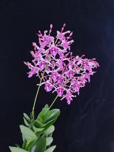 Dendrobium Julia Ong Chye Hay