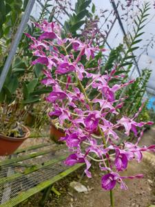 Dendrobium Julia Ong Chye Hay