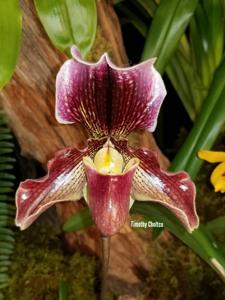 Paphiopedilum fairrieanum-Pandemonium