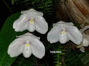 Paphiopedilum Mystic Isle