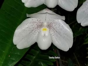 Paphiopedilum Mystic Isle