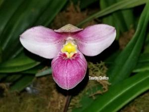 Phragmipedium Cherry Run