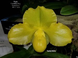 Paphiopedilum Carolina Sun