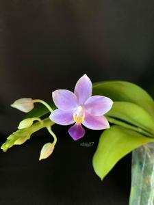 Phalaenopsis Jiaho Blueberry