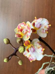 Phalaenopsis Be Glad