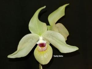 Paphiopedilum QF Lito