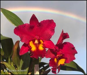 Rhyncholaeliocattleya Orquidacea's Eldorado