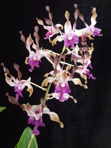 Dendrobium Ong Boh Lee