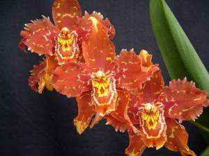 Oncidium Teipel's Herbstlaub